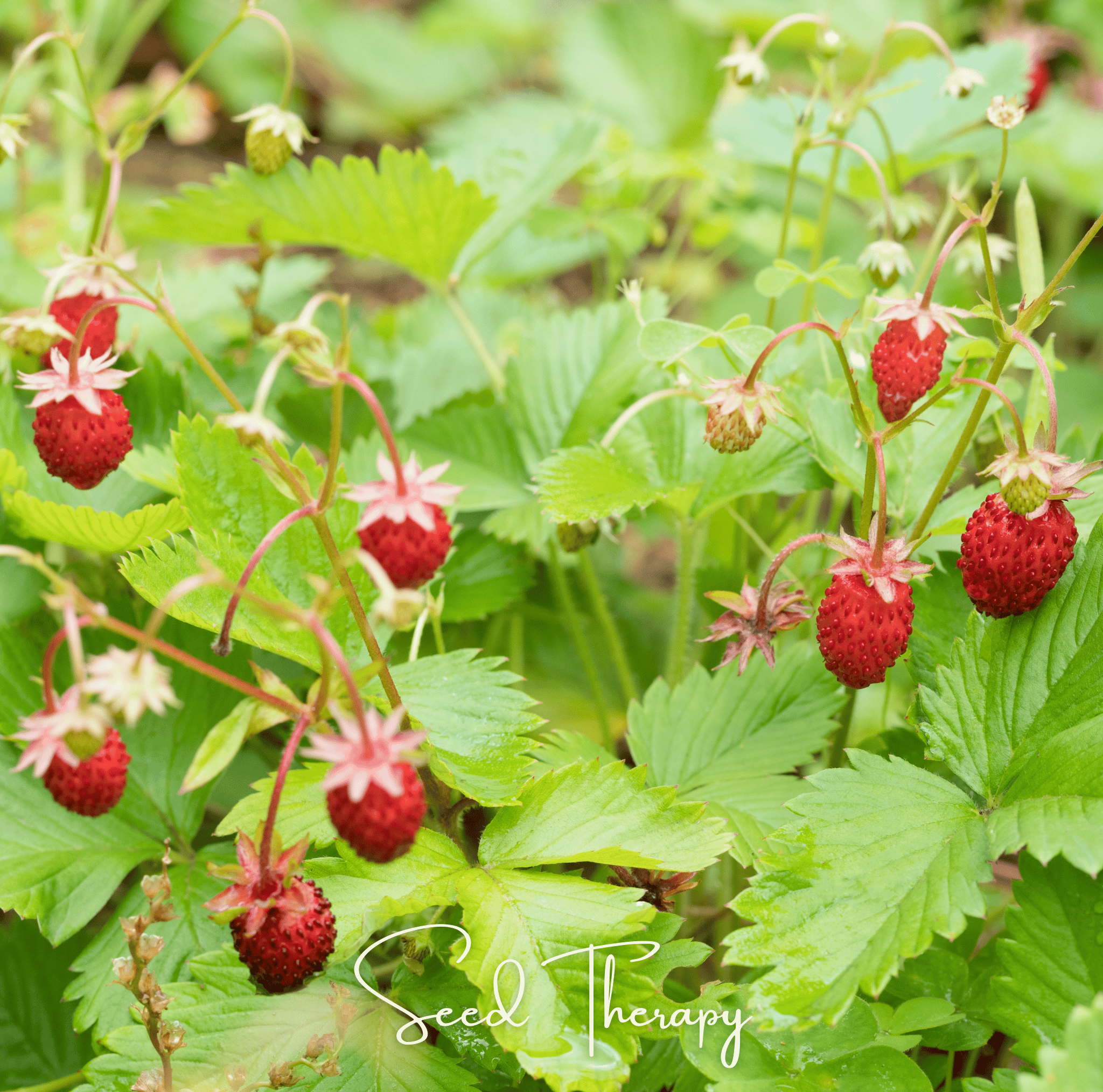 Wild Red Strawberry – 200 Seeds Southern Seeds