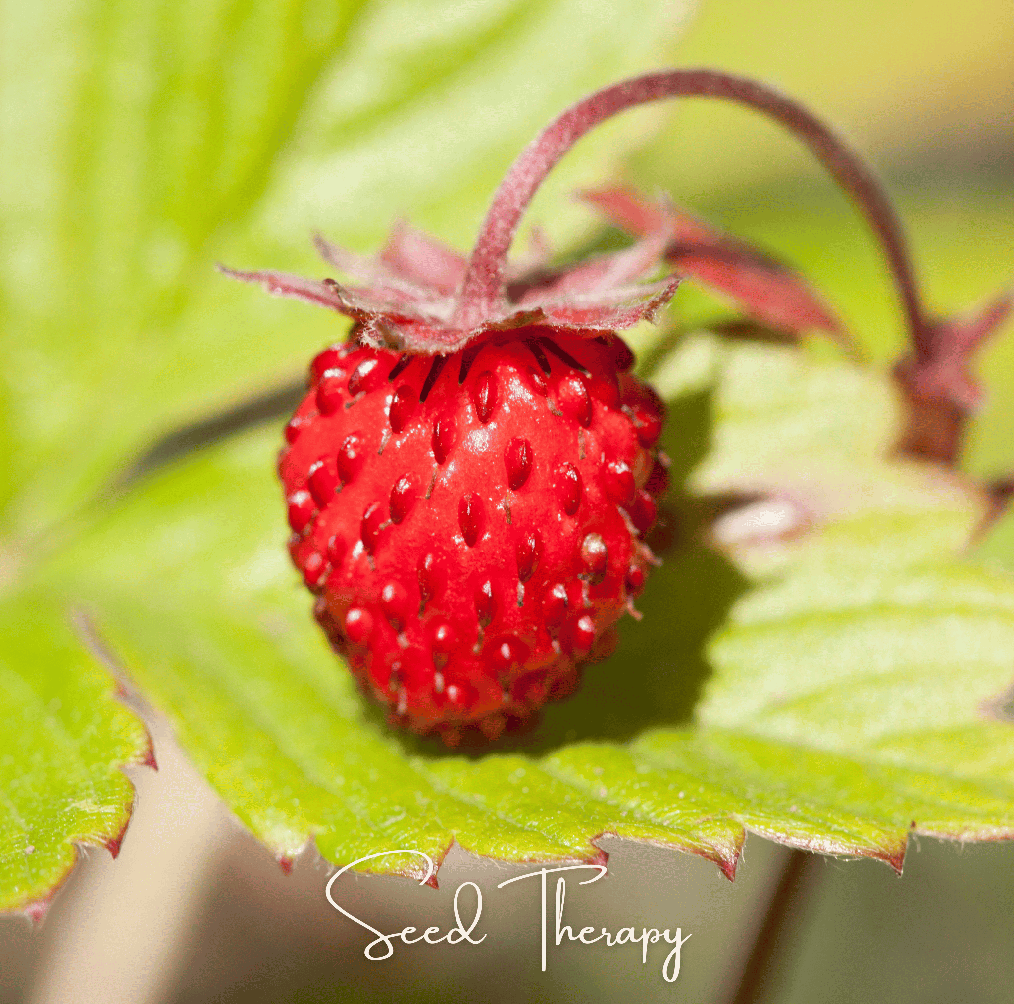 Wild Red Strawberry – 200 Seeds Southern Seeds