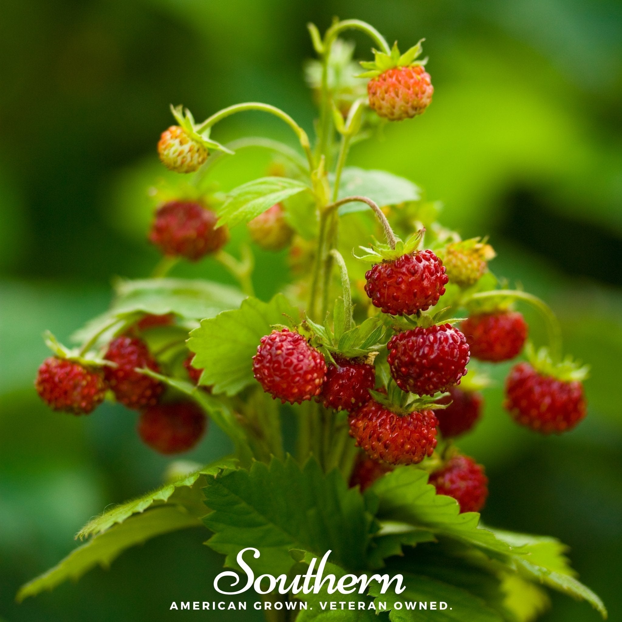 Wild Red Strawberry – 200 Seeds Southern Seeds