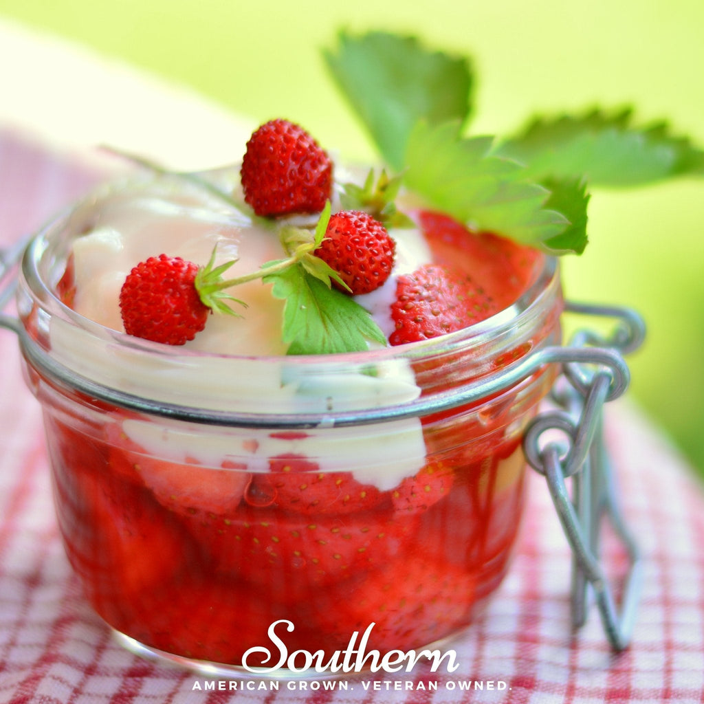 Wild Red Strawberry – 200 Seeds Southern Seeds