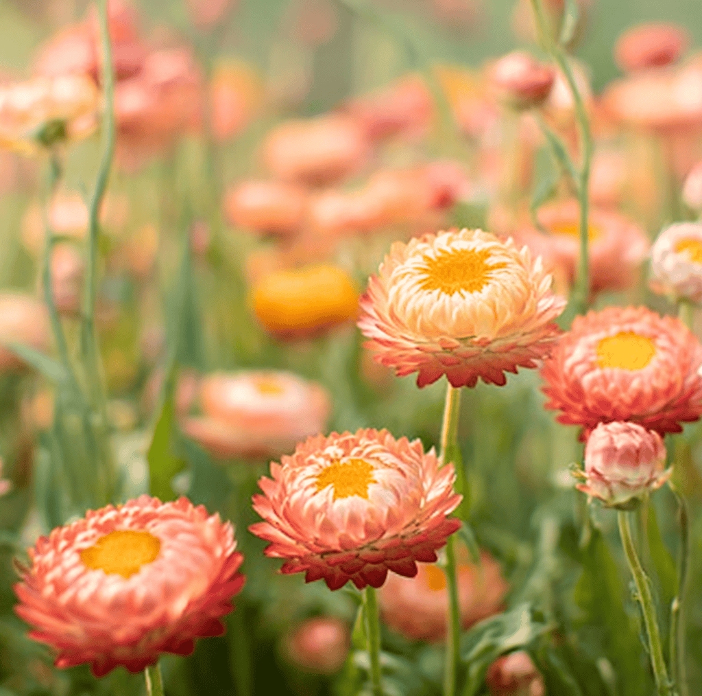 Apricot Peach Strawflower – 25 Seeds Southern Seeds