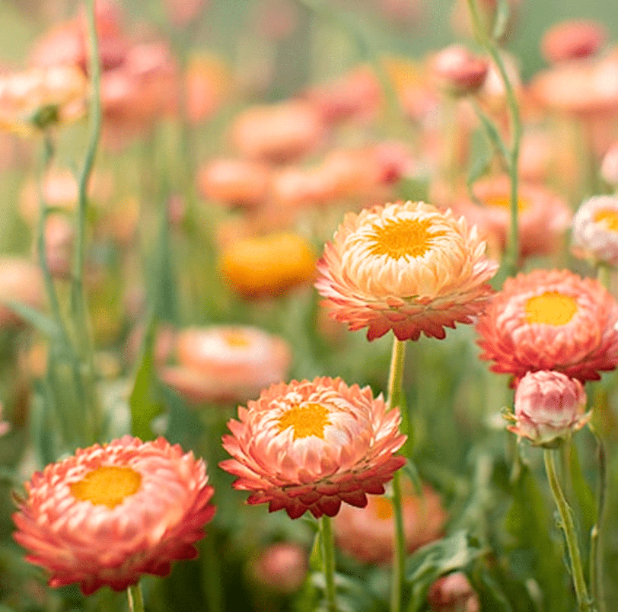 Apricot Peach Strawflower – 25 Seeds Southern Seeds