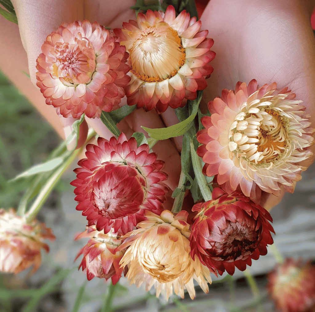 Apricot Peach Strawflower – 25 Seeds Southern Seeds