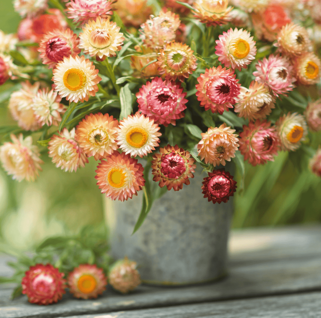Apricot Peach Strawflower – 25 Seeds Southern Seeds