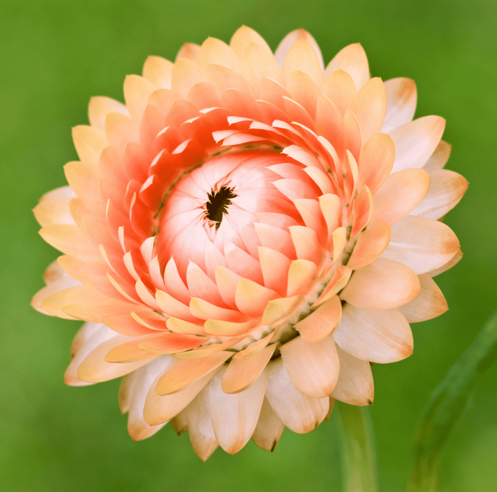 Apricot Peach Strawflower – 25 Seeds Southern Seeds