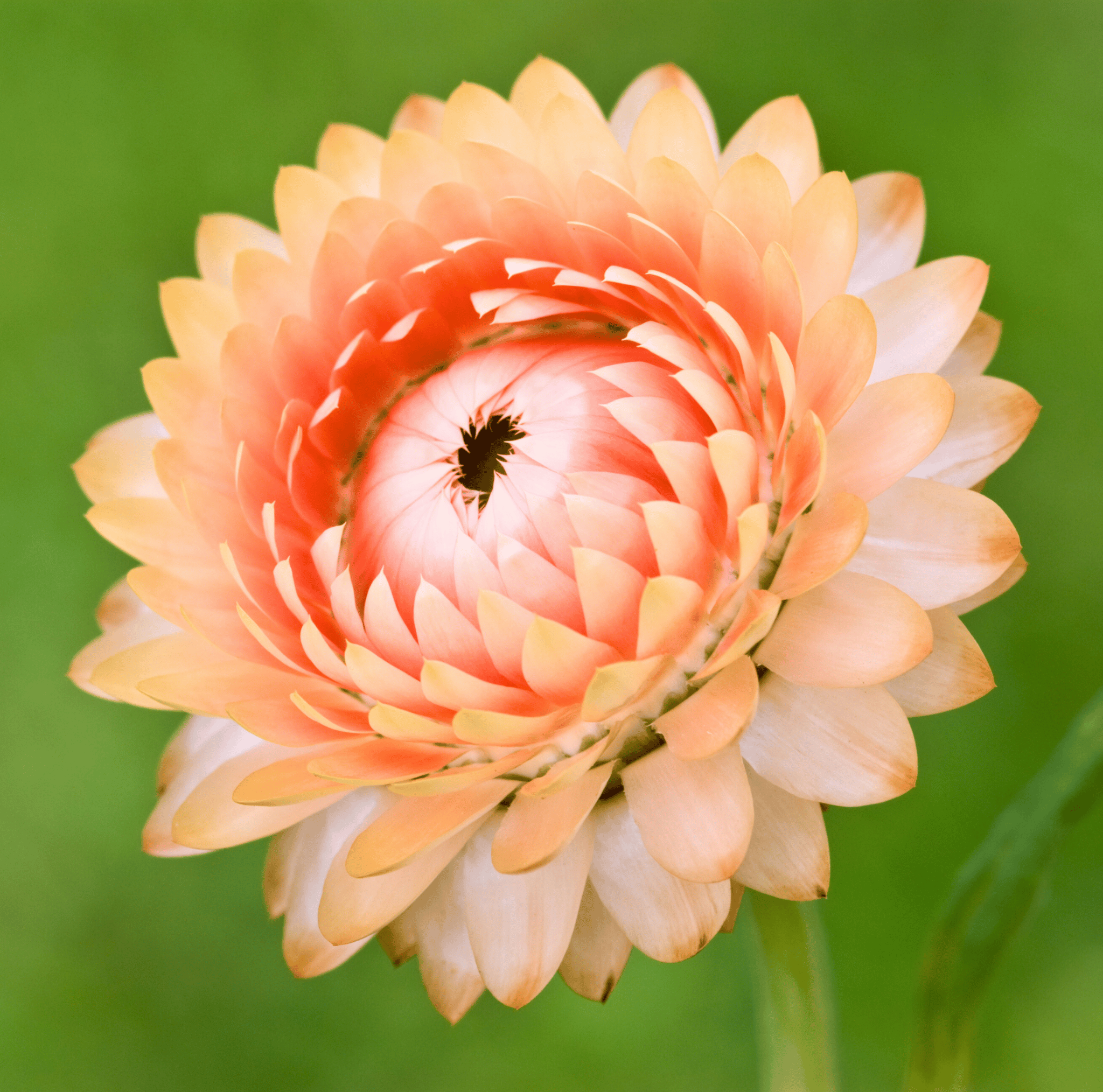 Apricot Peach Strawflower – 25 Seeds Southern Seeds