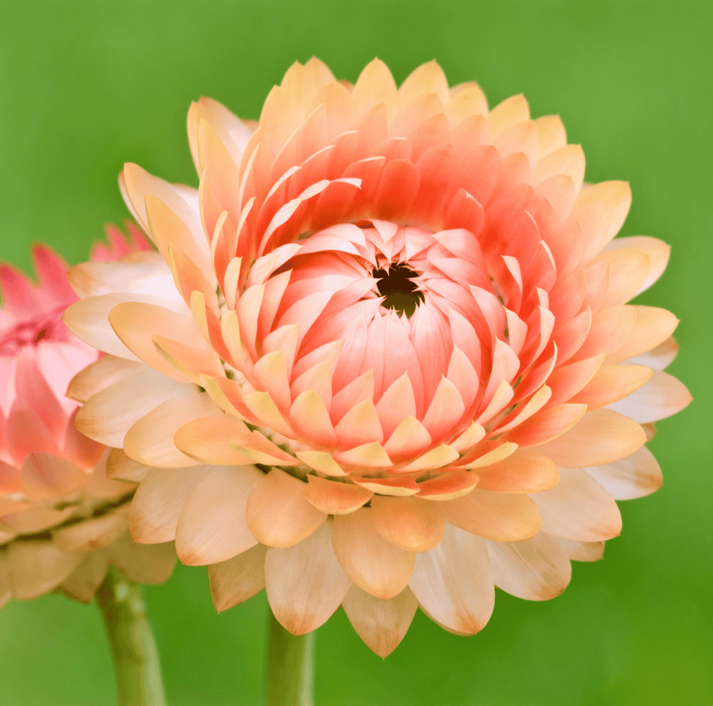 Apricot Peach Strawflower – 25 Seeds Southern Seeds