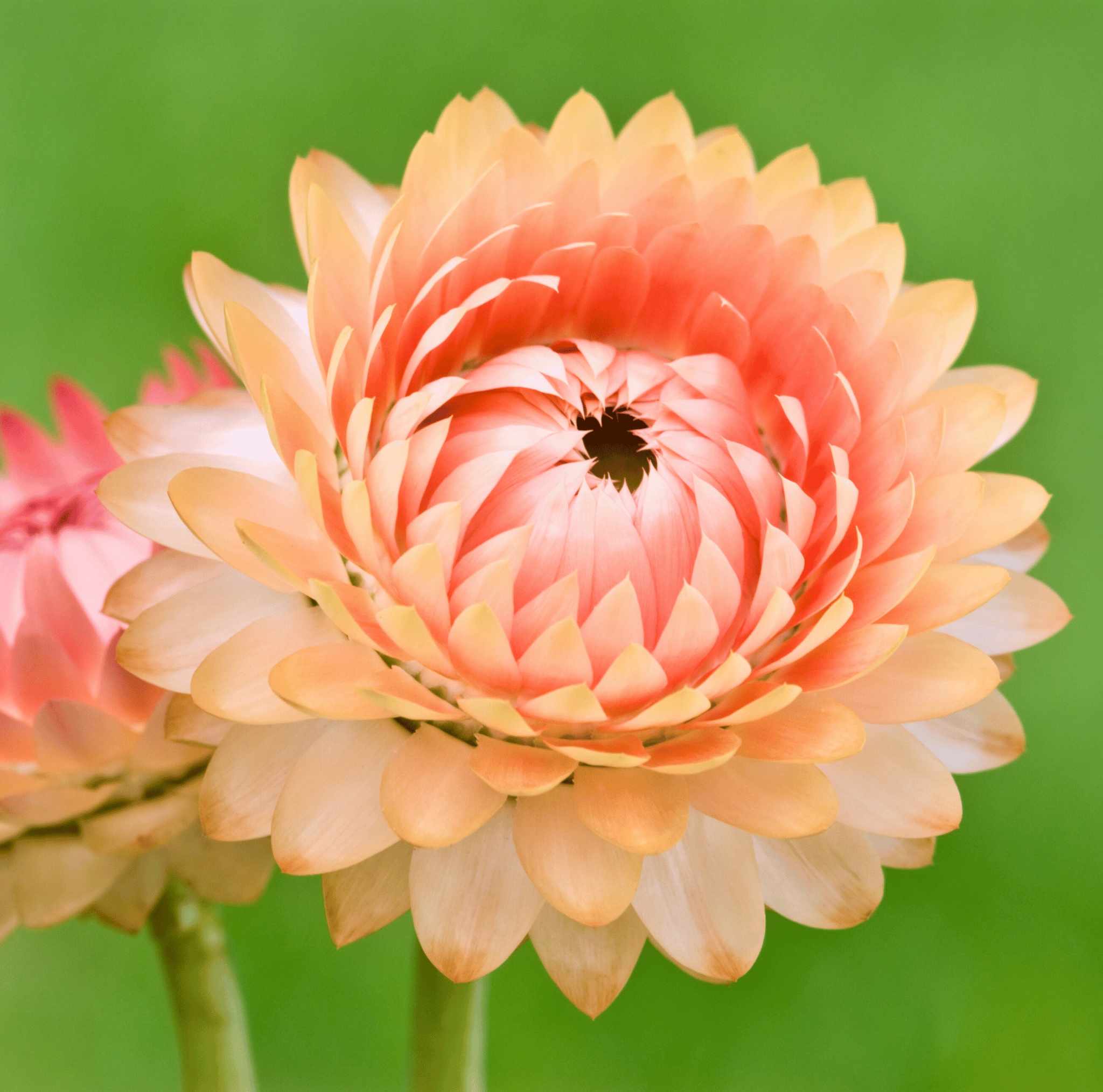Apricot Peach Strawflower – 25 Seeds Southern Seeds