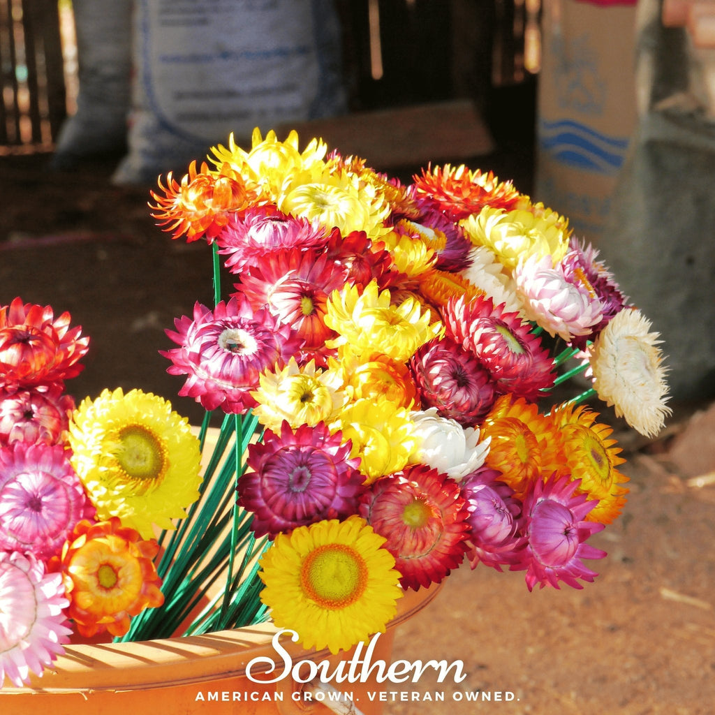 Strawflower Mix – 200 Seeds Southern Seeds