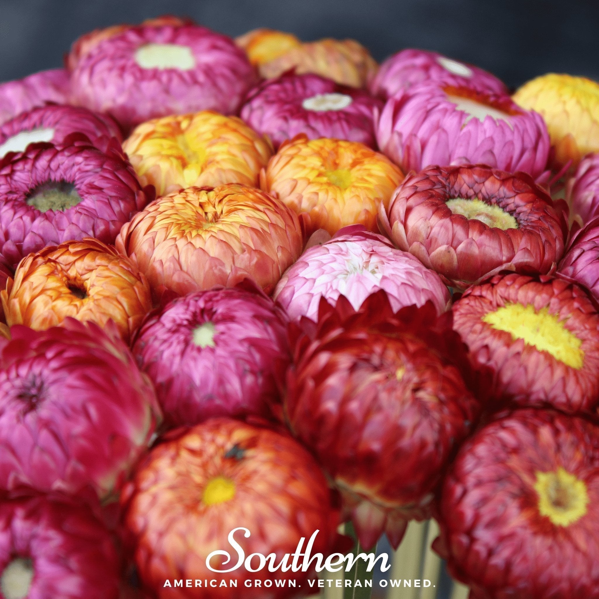 Strawflower Mix – 200 Seeds Southern Seeds