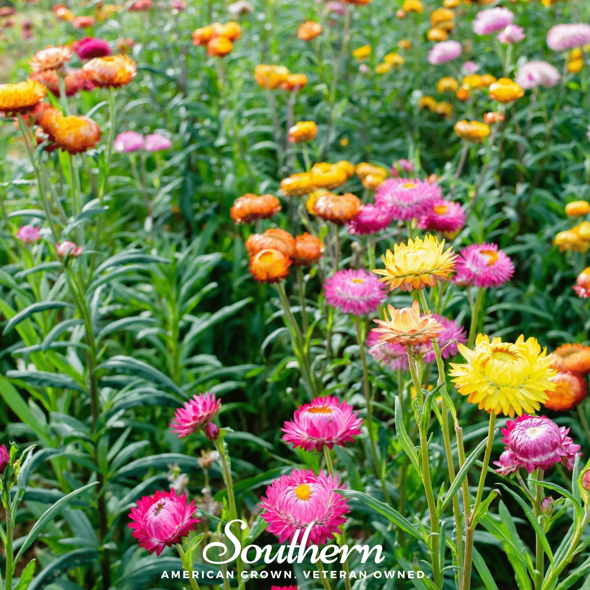 Strawflower Mix – 200 Seeds Southern Seeds