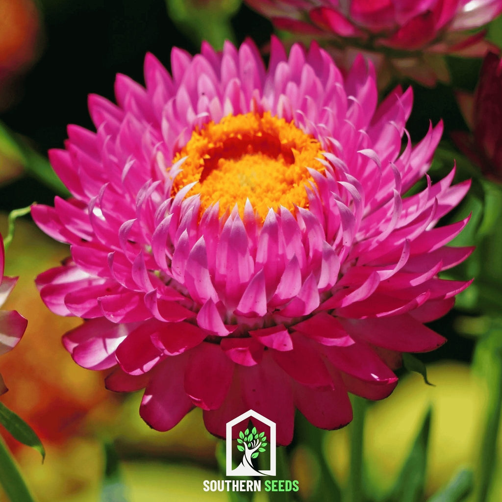 Purple-Red Strawflower – 100 Seeds Southern Seeds