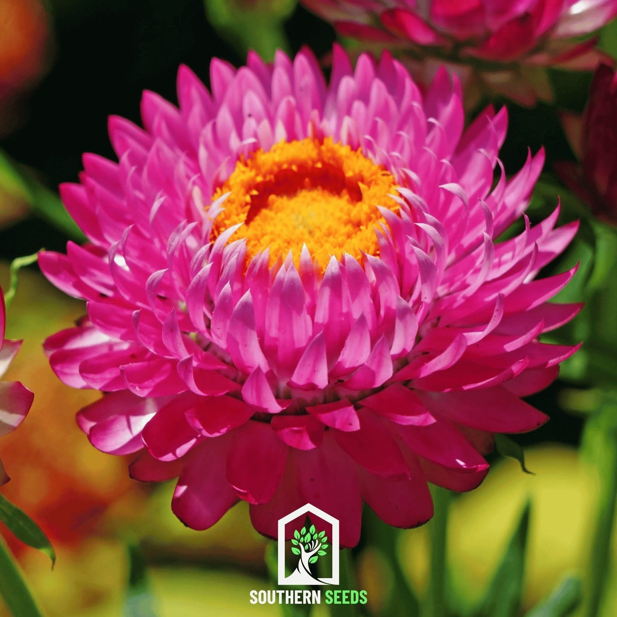 Purple-Red Strawflower – 100 Seeds Southern Seeds