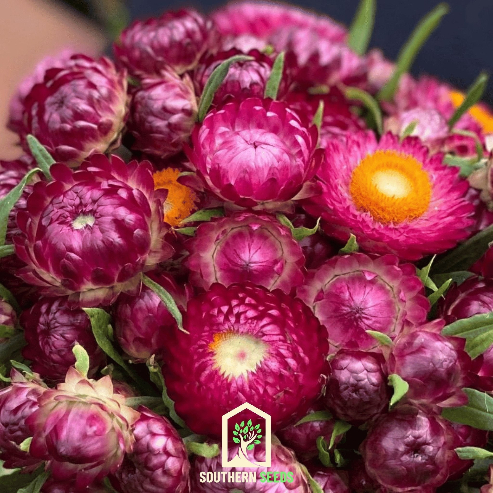 Purple-Red Strawflower – 100 Seeds Southern Seeds