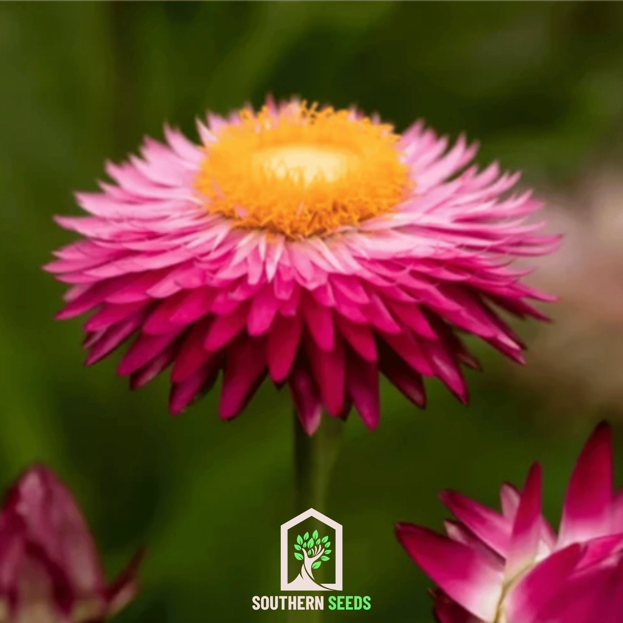 Purple-Red Strawflower – 100 Seeds Southern Seeds