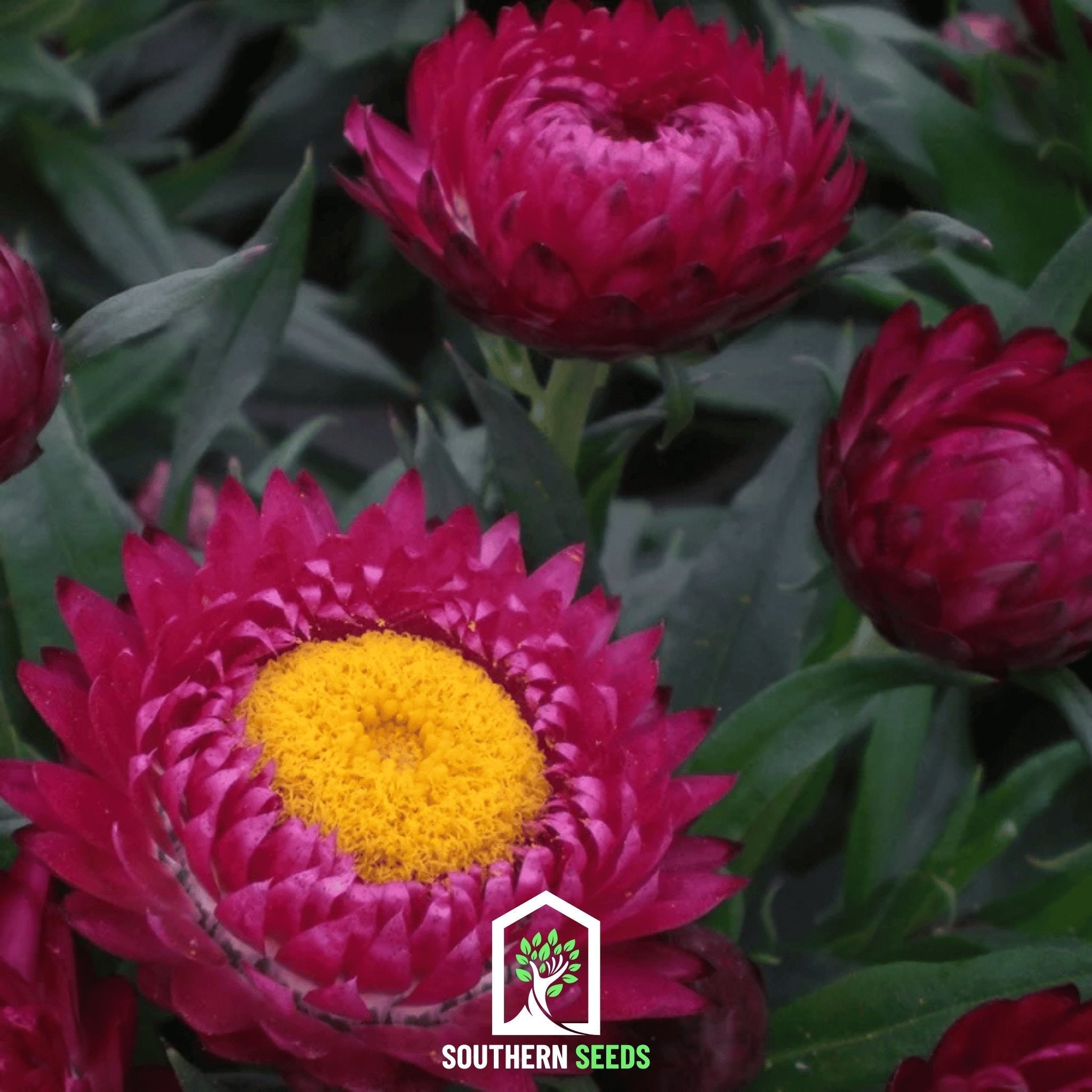 Purple-Red Strawflower – 100 Seeds Southern Seeds