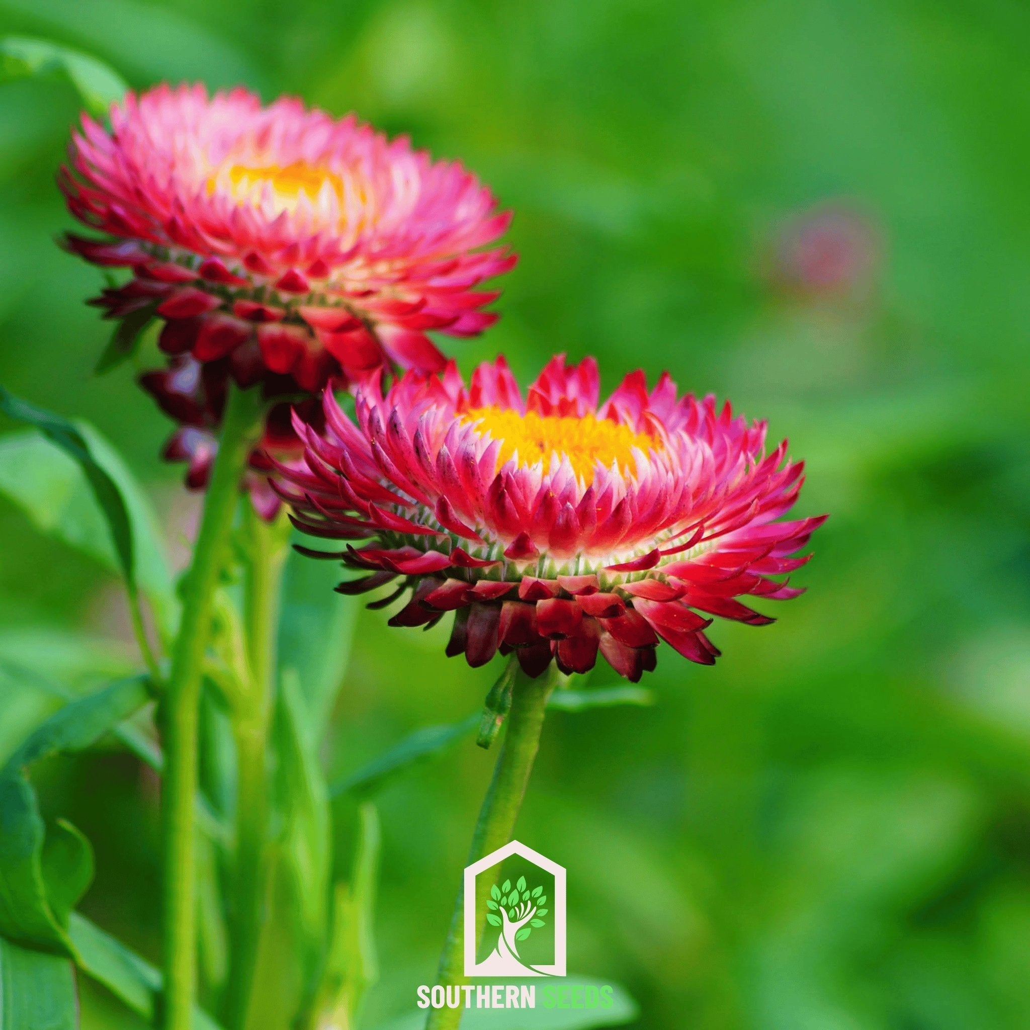 Purple-Red Strawflower – 100 Seeds Southern Seeds