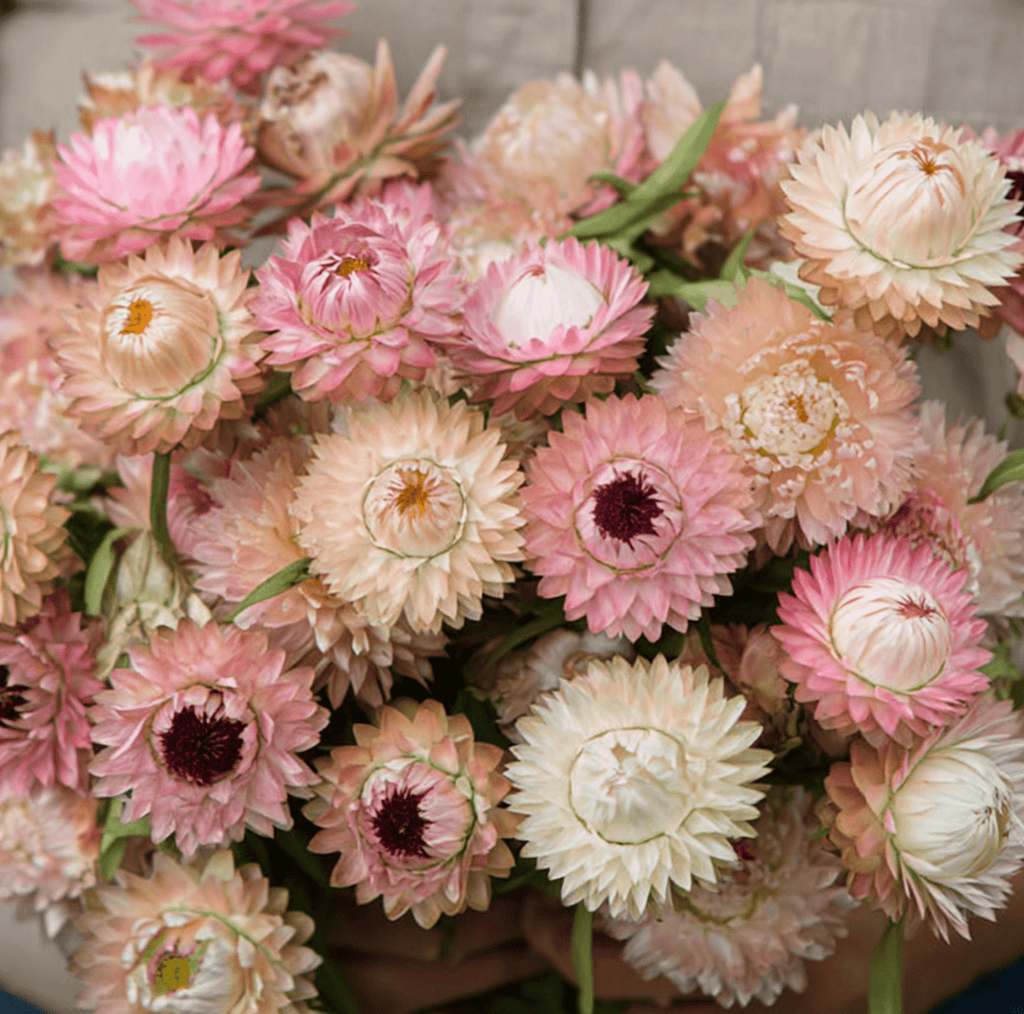 Silver Rose Strawflower – 25 Seeds Southern Seeds