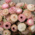 Silver Rose Strawflower – 25 Seeds Southern Seeds