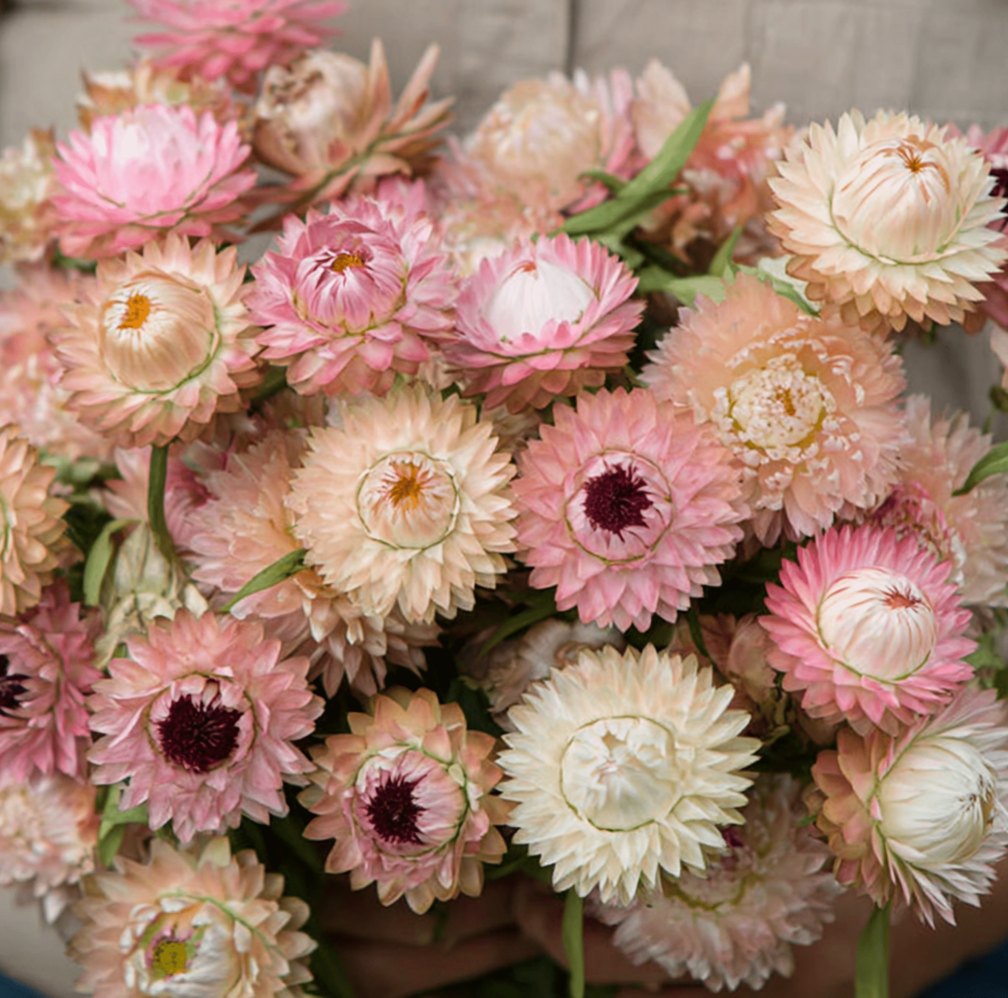 Silver Rose Strawflower – 25 Seeds Southern Seeds
