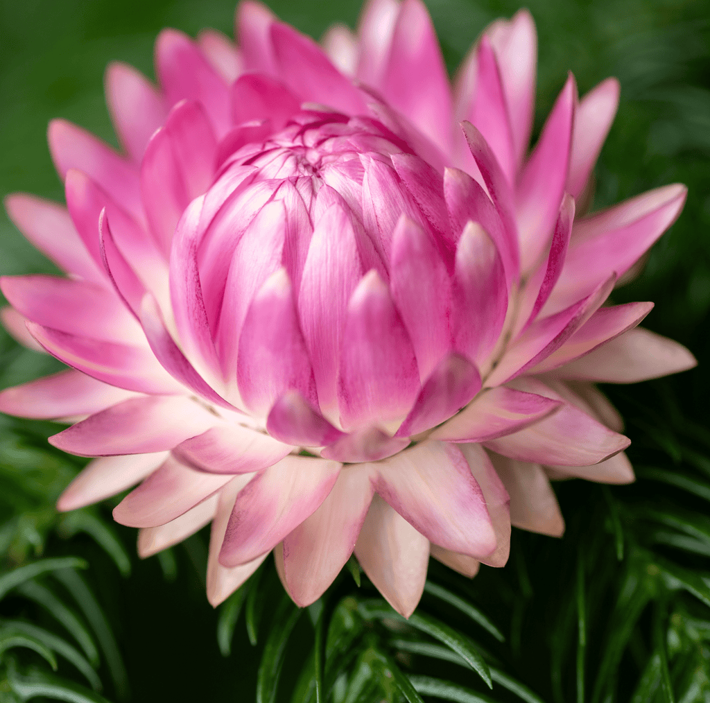 Silver Rose Strawflower – 25 Seeds Southern Seeds