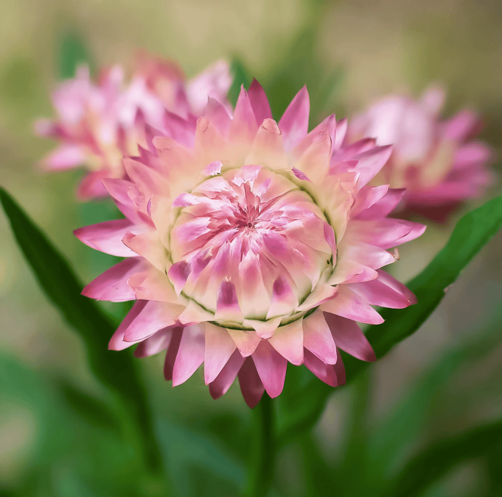 Silver Rose Strawflower – 25 Seeds Southern Seeds