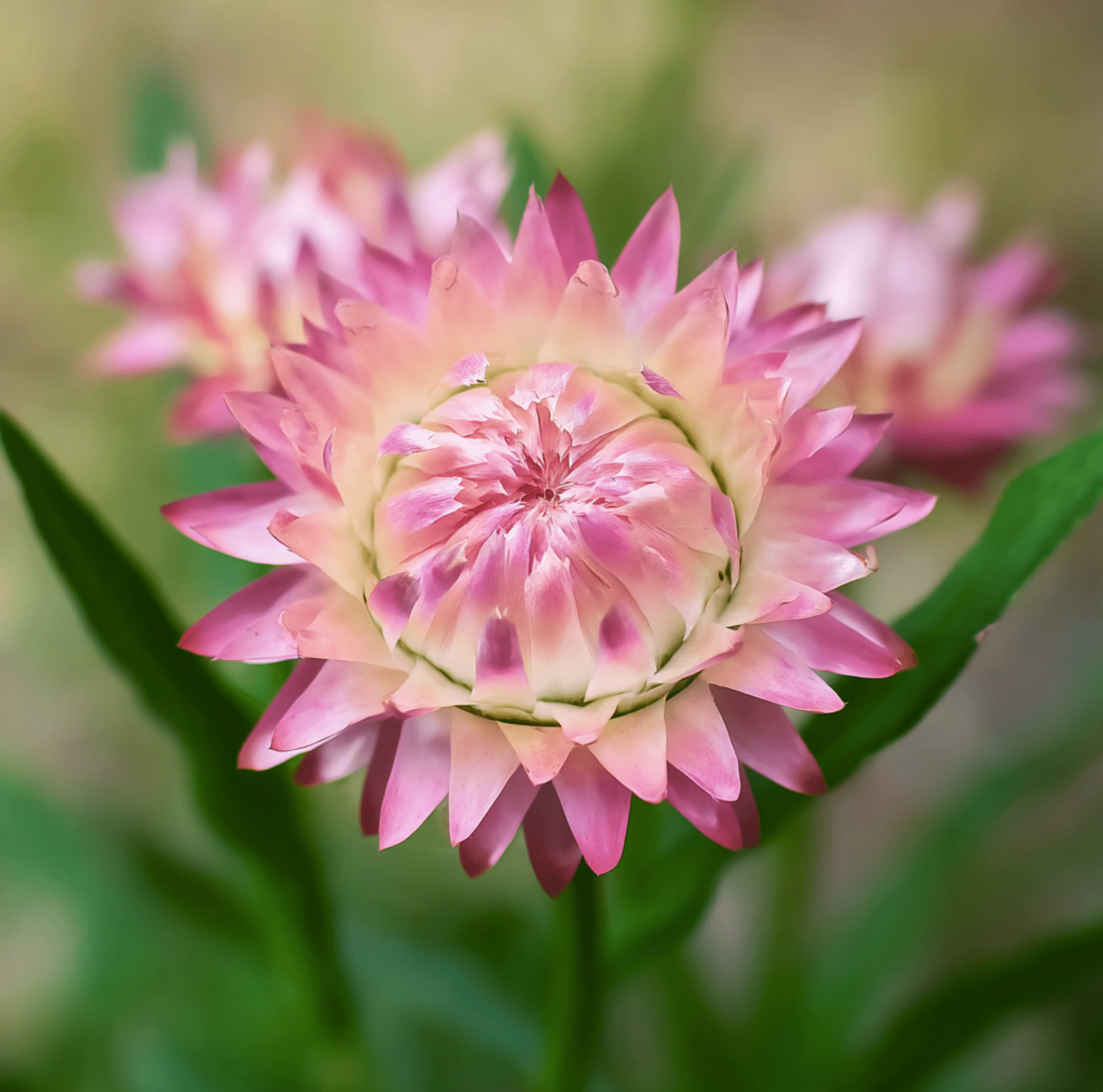 Silver Rose Strawflower – 25 Seeds Southern Seeds