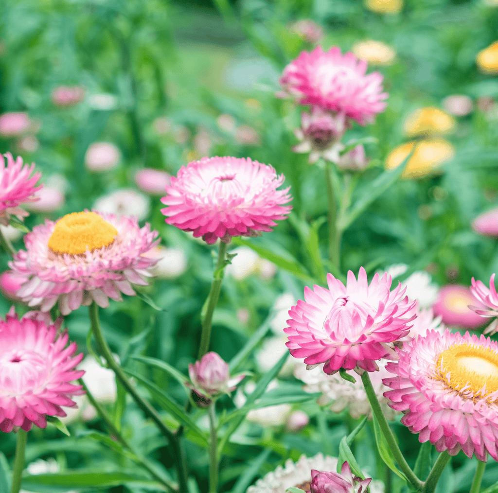 Silver Rose Strawflower – 25 Seeds Southern Seeds