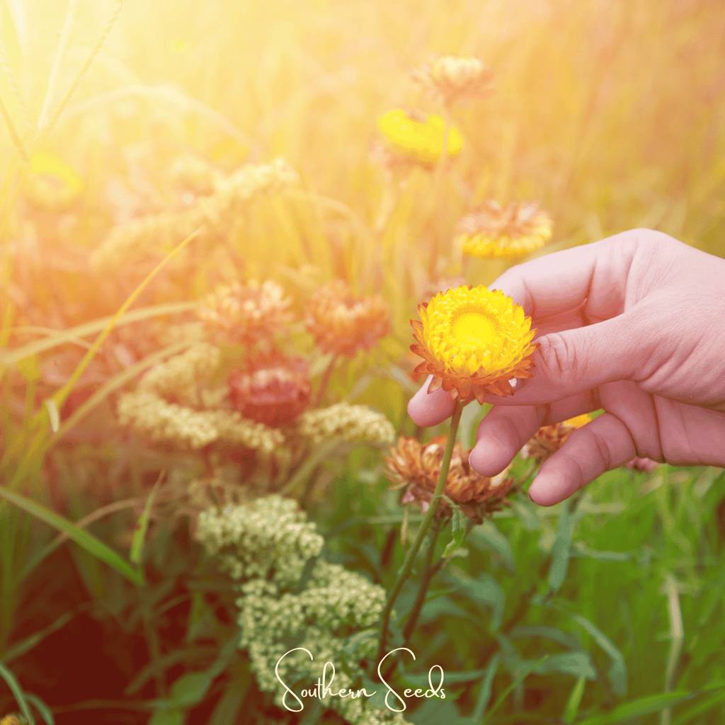 Yellow Strawflower – 100 Seeds Southern Seeds