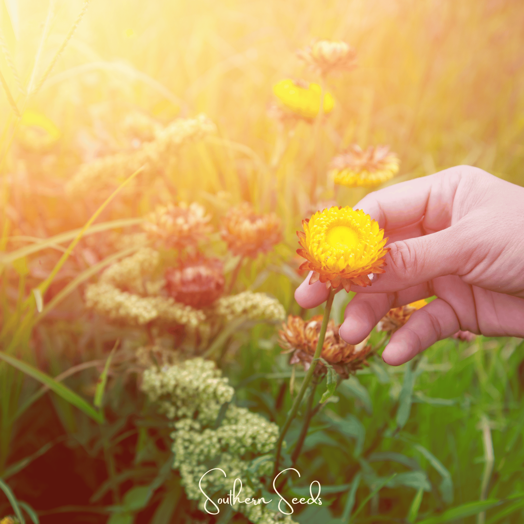 Yellow Strawflower – 100 Seeds Southern Seeds