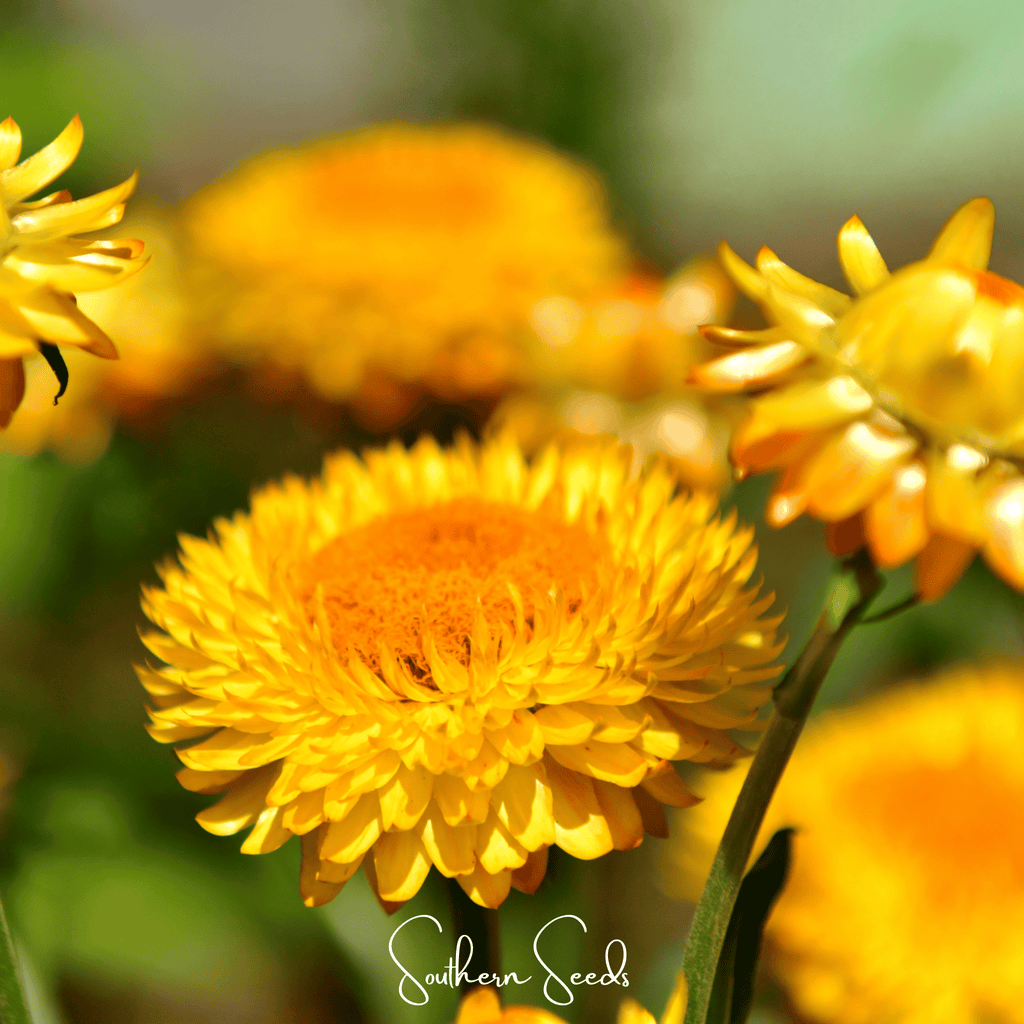 Yellow Strawflower – 100 Seeds Southern Seeds