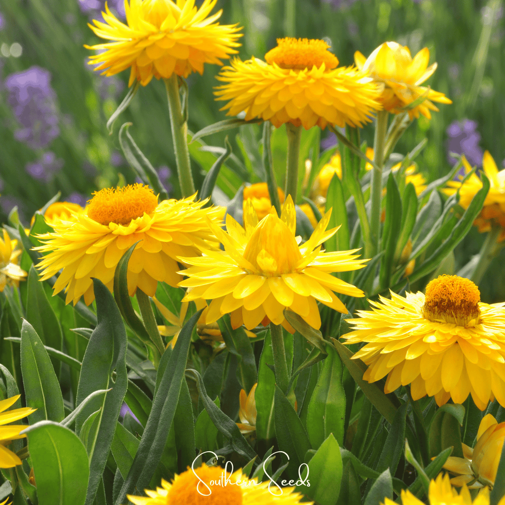 Yellow Strawflower – 100 Seeds Southern Seeds