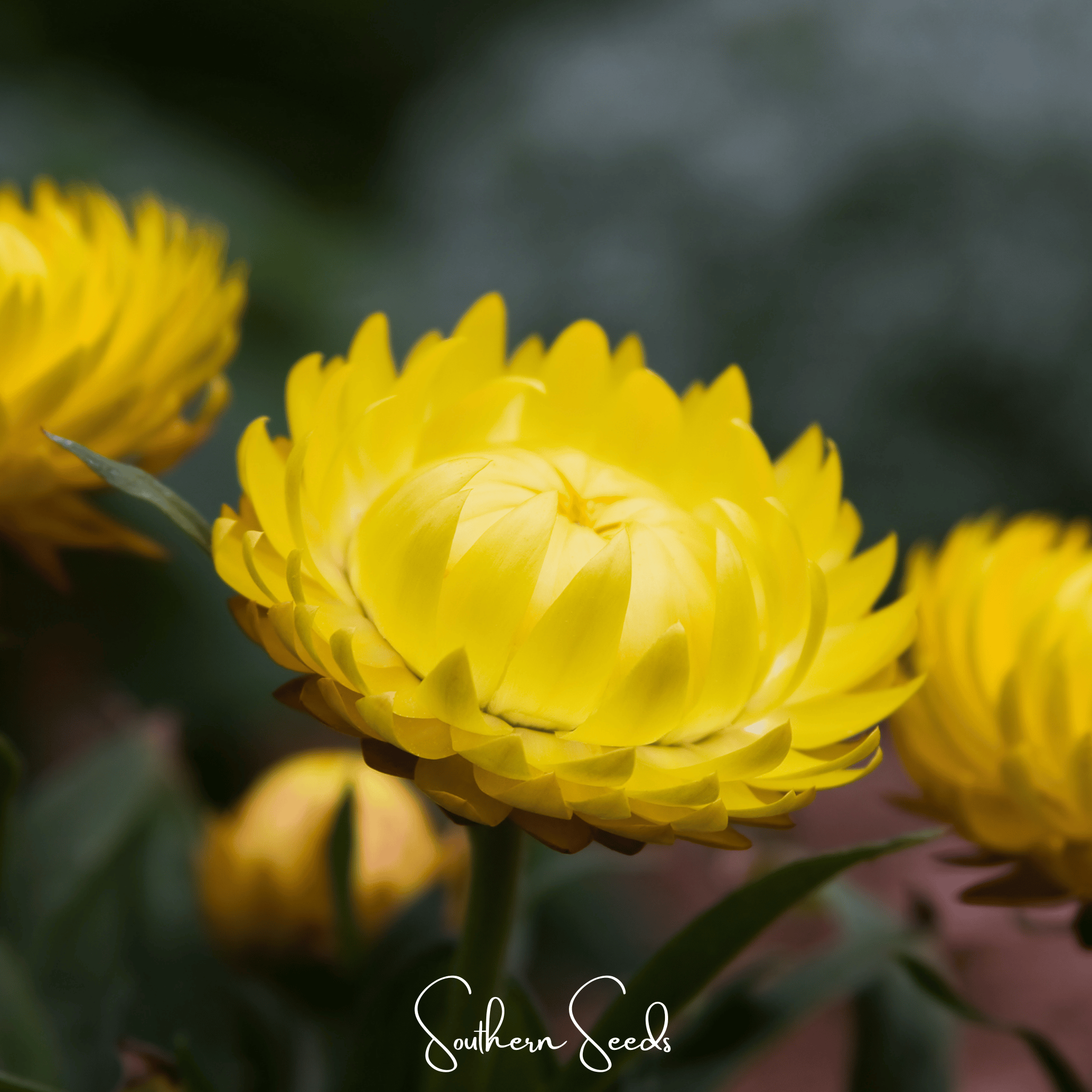 Yellow Strawflower – 100 Seeds Southern Seeds