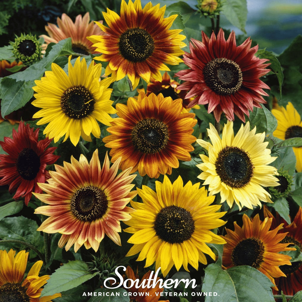Autumn Beauty Sunflower – 25 Seeds Southern Seeds