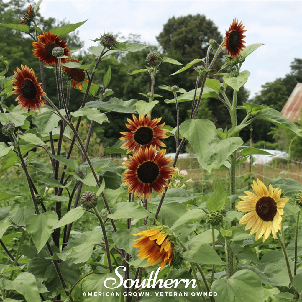 Autumn Beauty Sunflower – 25 Seeds Southern Seeds