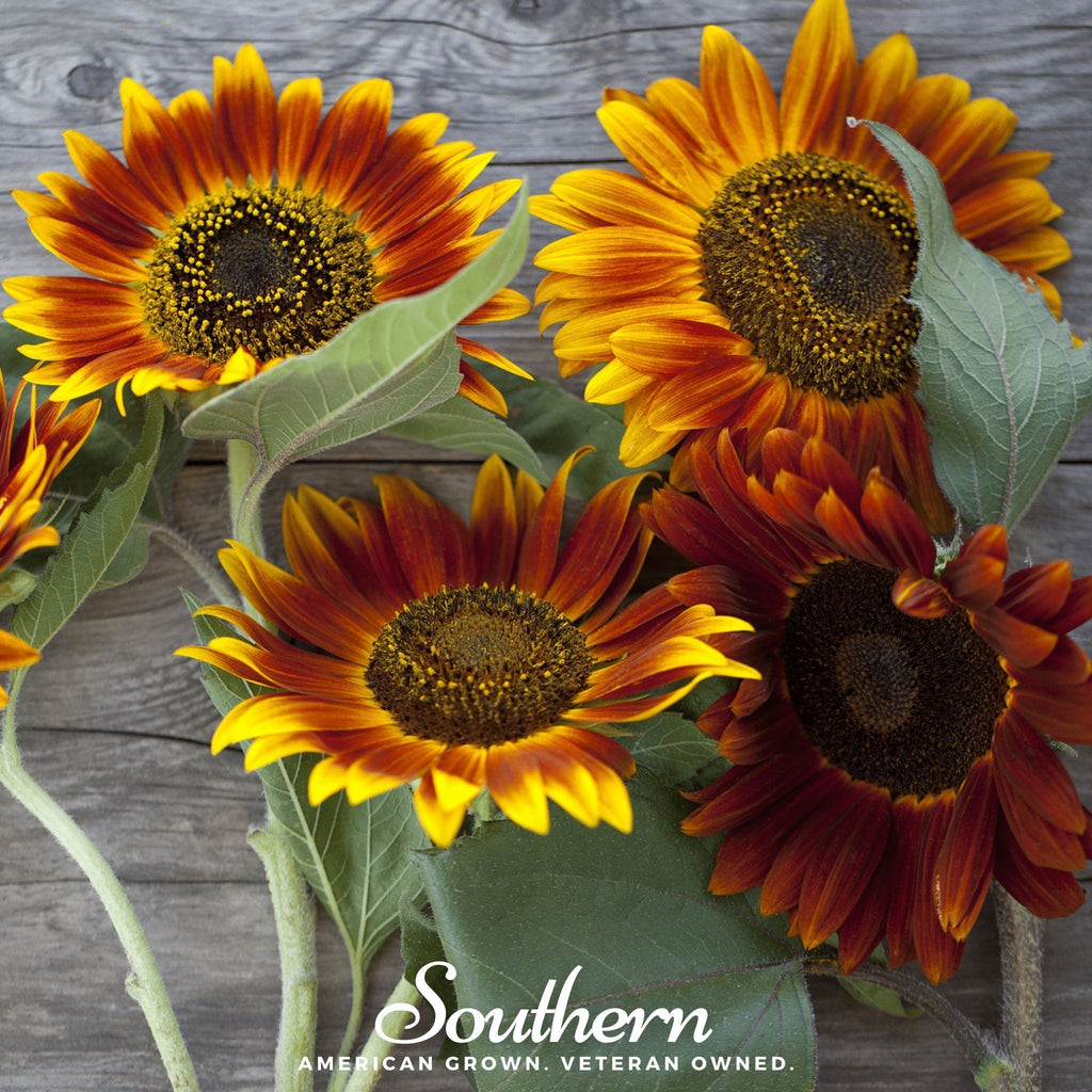 Autumn Beauty Sunflower – 25 Seeds Southern Seeds