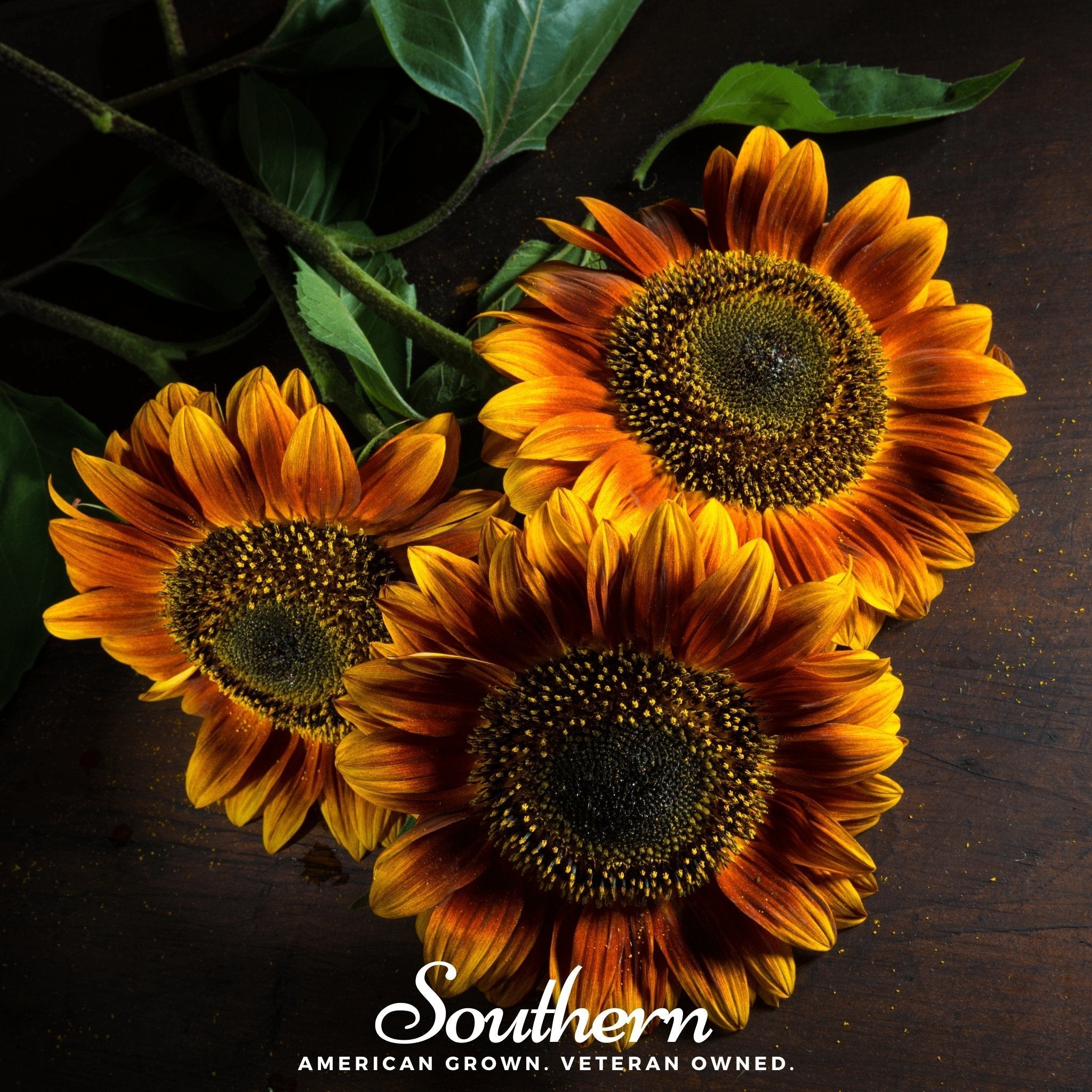 Autumn Beauty Sunflower – 25 Seeds Southern Seeds