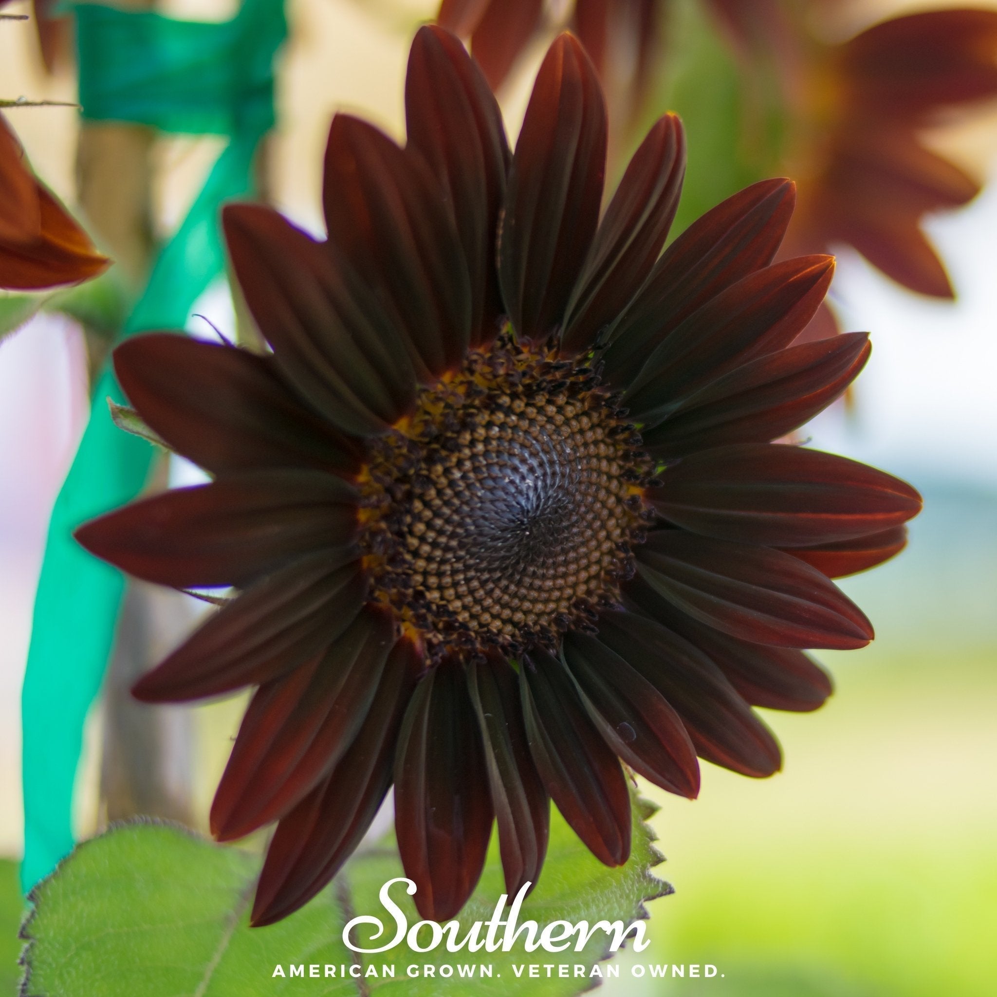 Chocolate Sunflower – 25 Seeds Southern Seeds