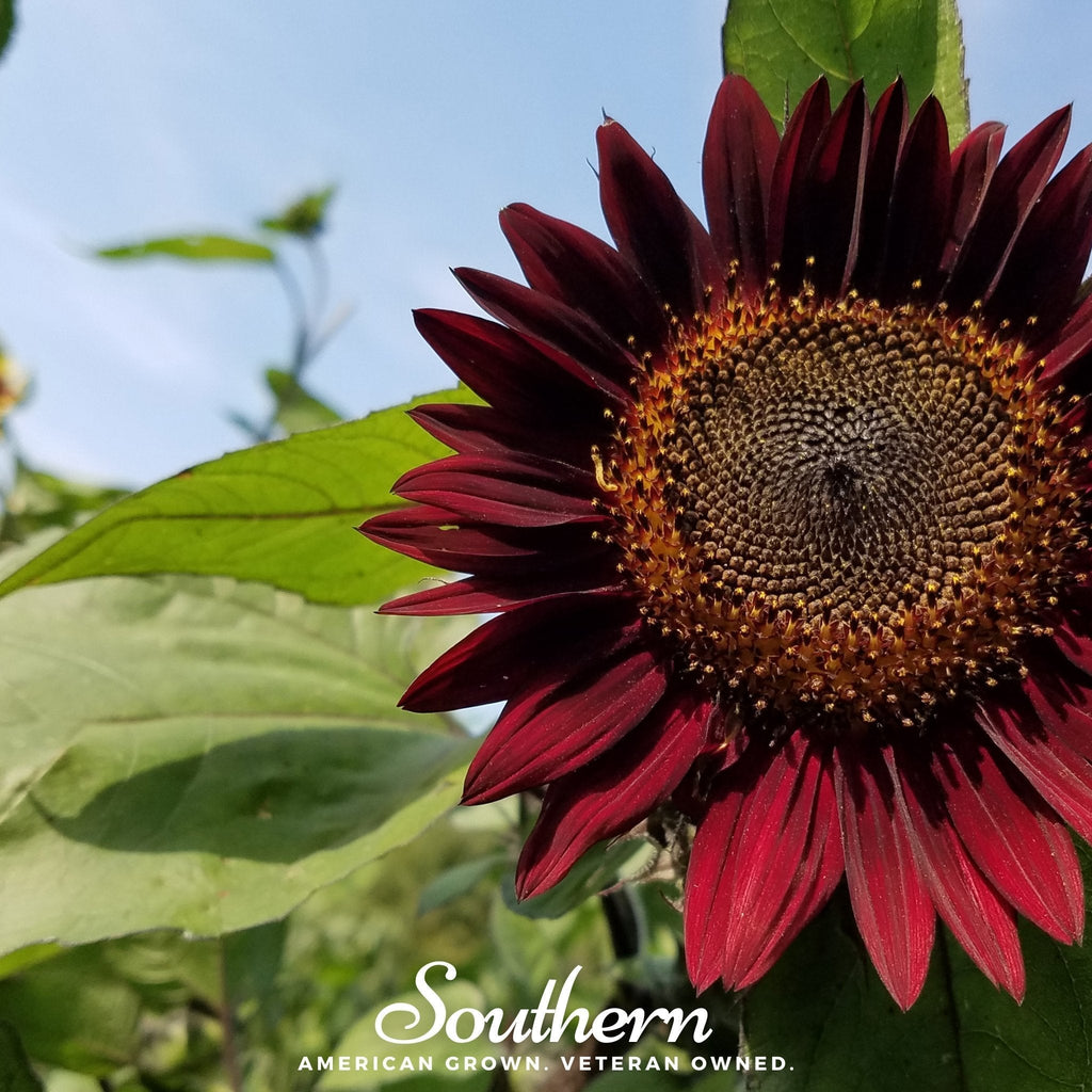 Chocolate Sunflower – 25 Seeds Southern Seeds