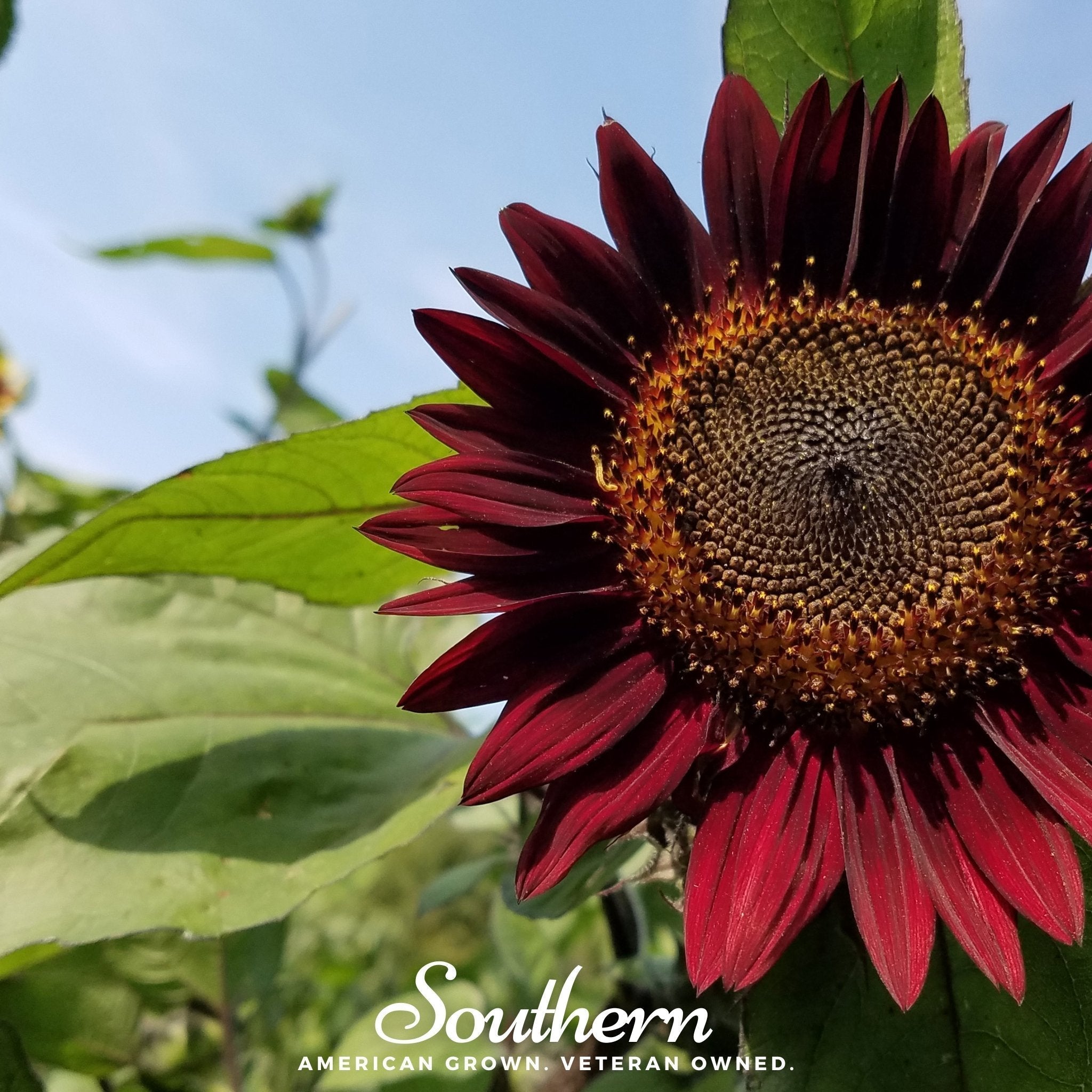 Chocolate Sunflower – 25 Seeds Southern Seeds