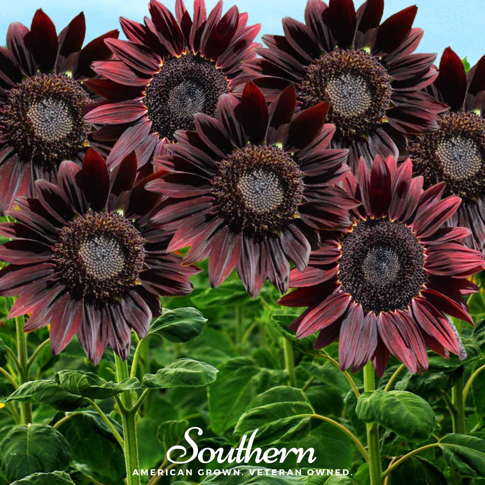 Chocolate Sunflower – 25 Seeds Southern Seeds