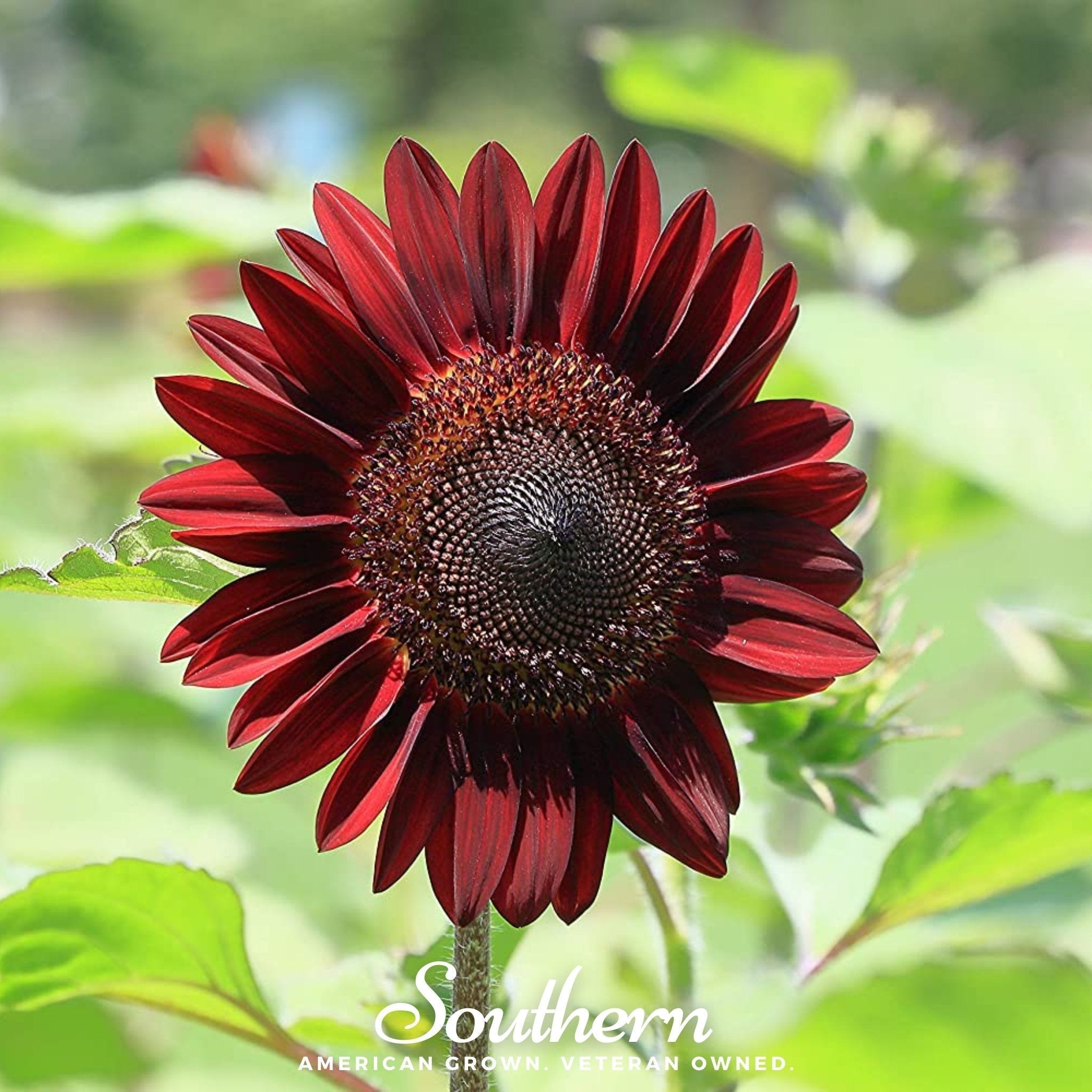 Chocolate Sunflower – 25 Seeds Southern Seeds