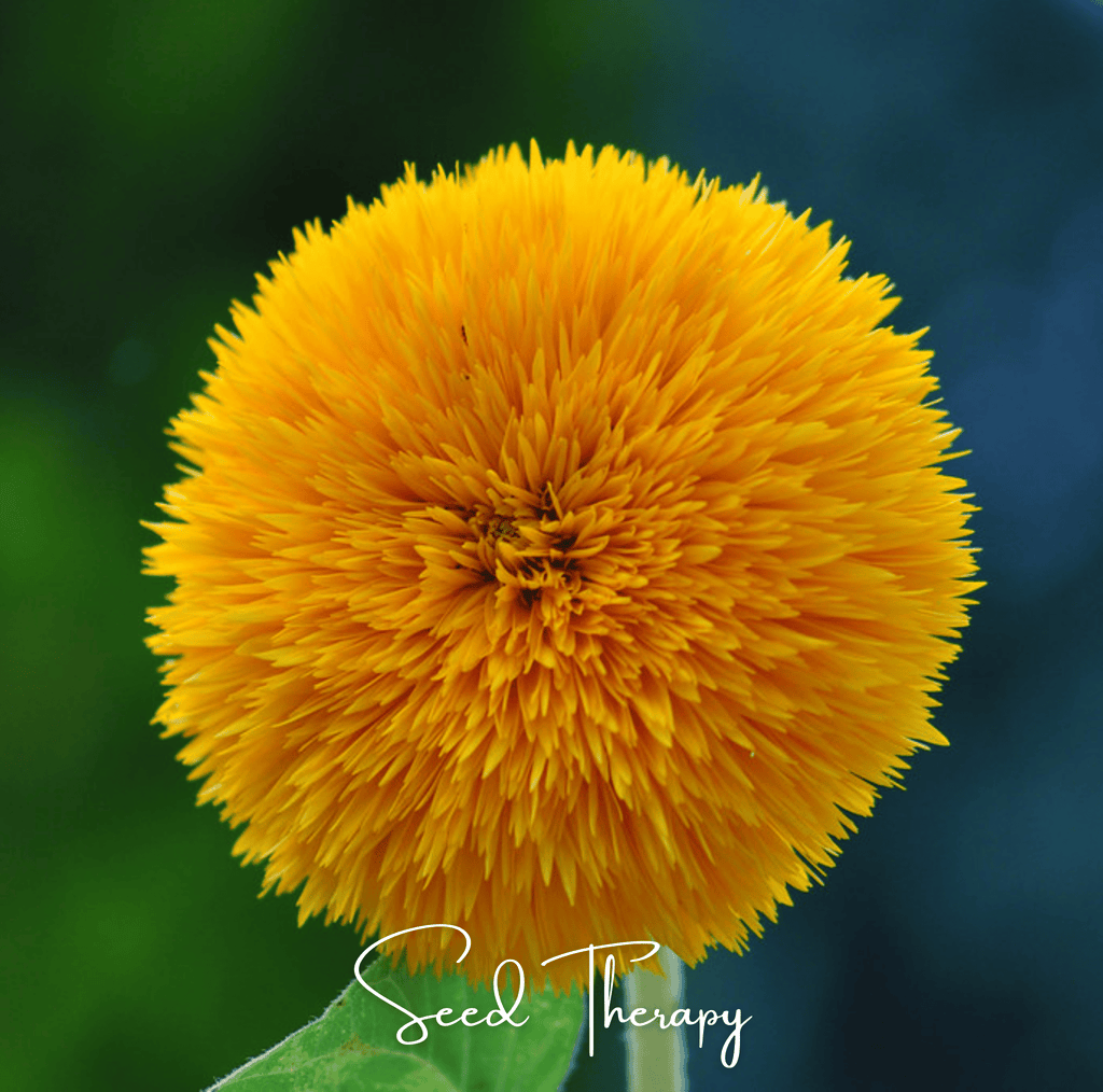 Giant Sungold Sunflower – 25 Seeds Southern Seeds