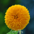 Giant Sungold Sunflower – 25 Seeds Southern Seeds