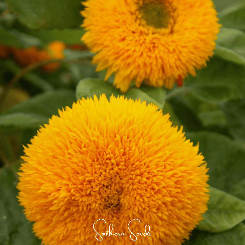 Giant Sungold Sunflower – 25 Seeds Southern Seeds