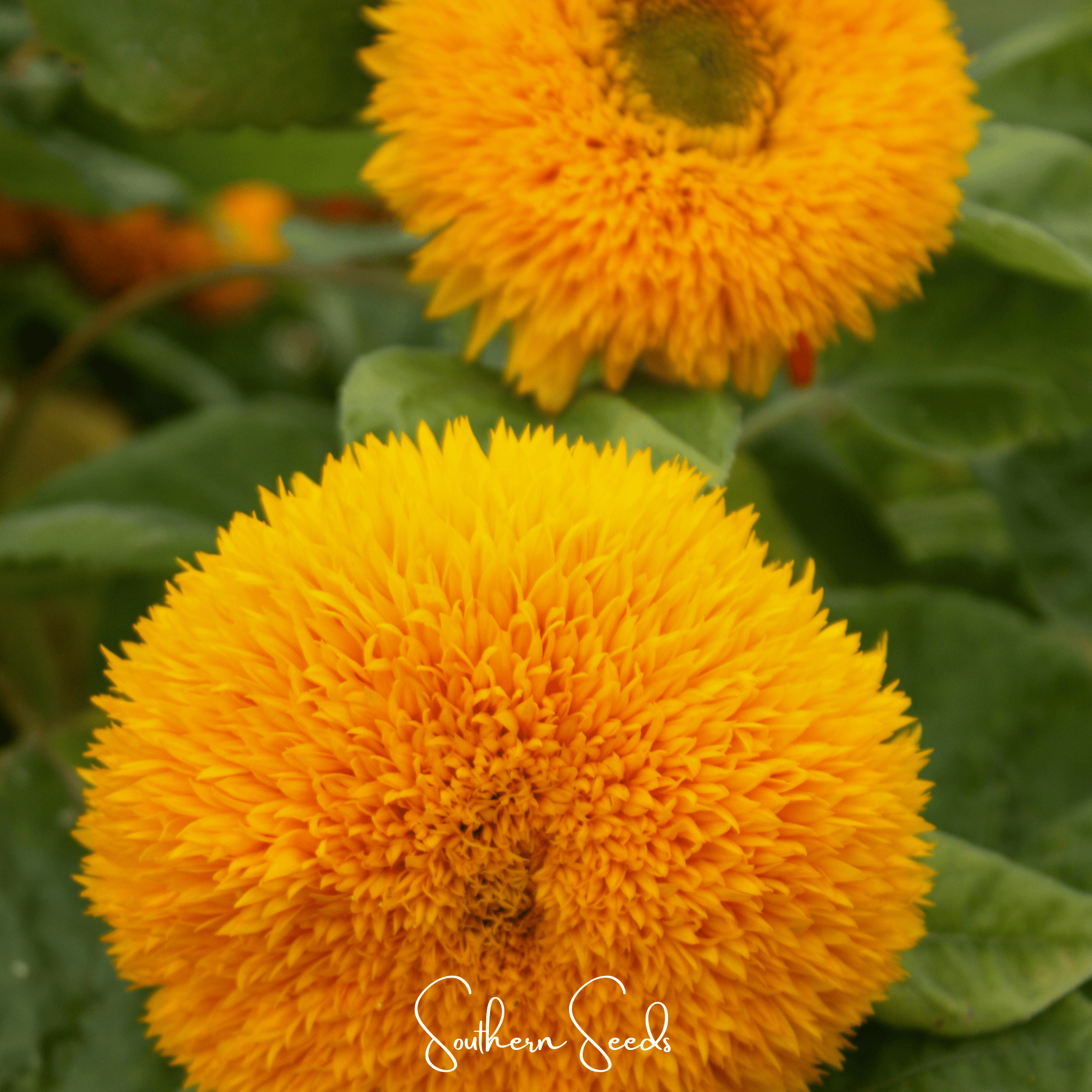 Giant Sungold Sunflower – 25 Seeds Southern Seeds