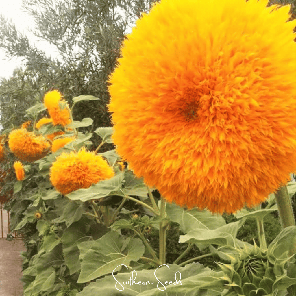 Giant Sungold Sunflower – 25 Seeds Southern Seeds