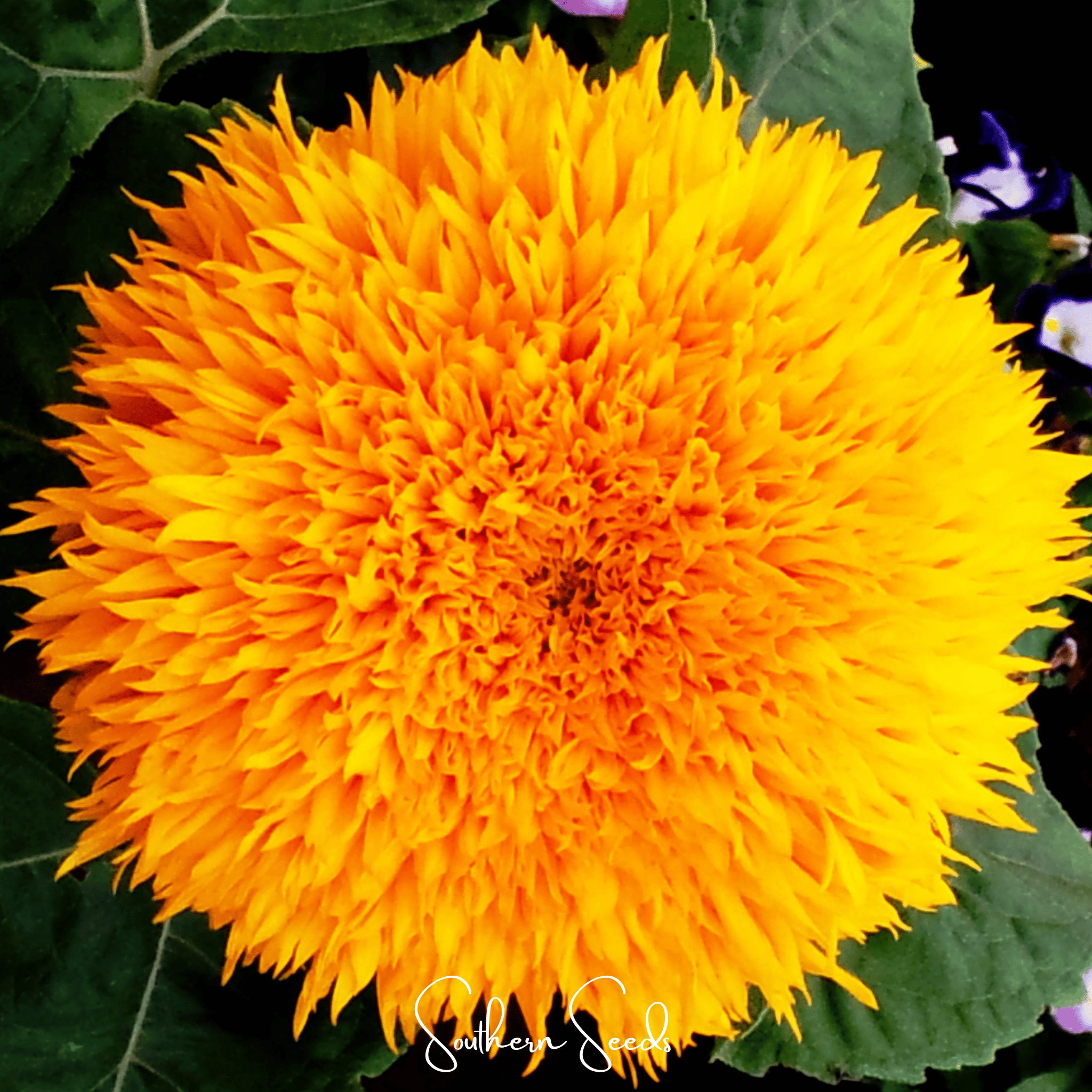 Giant Sungold Sunflower – 25 Seeds Southern Seeds