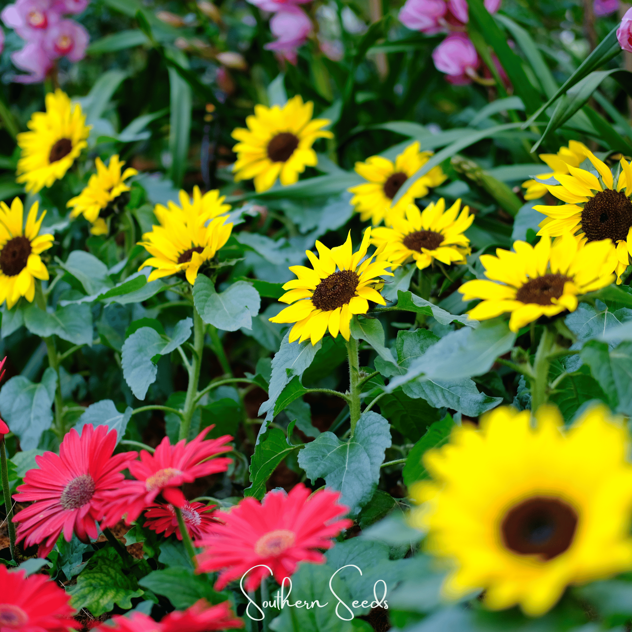 Incredible Dwarf Sunflower – 20 Seeds Southern Seeds