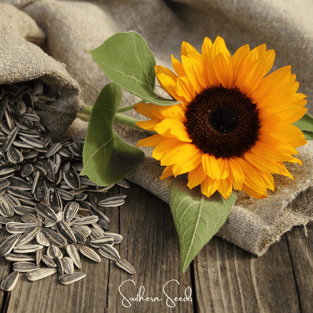 Incredible Dwarf Sunflower – 20 Seeds Southern Seeds